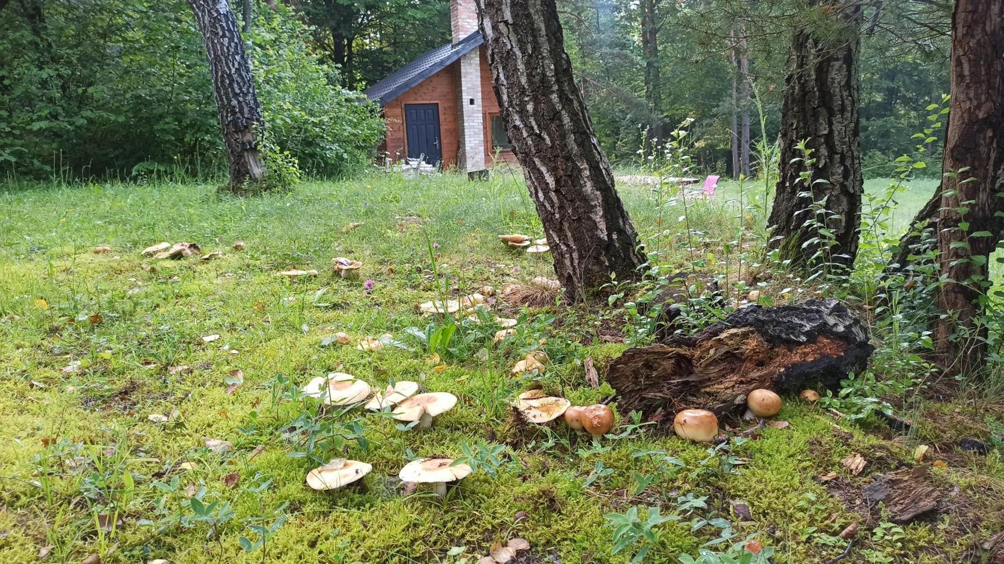 Survivalowa W Lesie Chalet